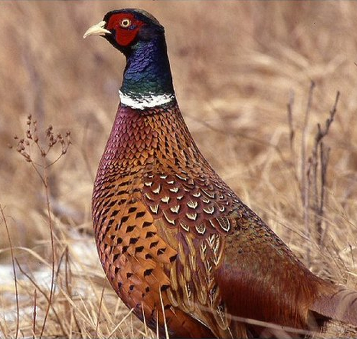 or buy pheasant