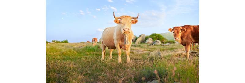 GALICIAN BEEF