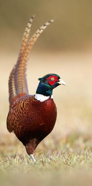 THE PHEASANT