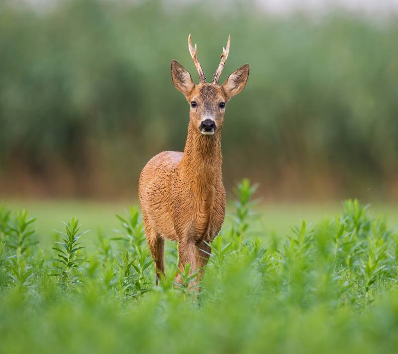 ROE DEER