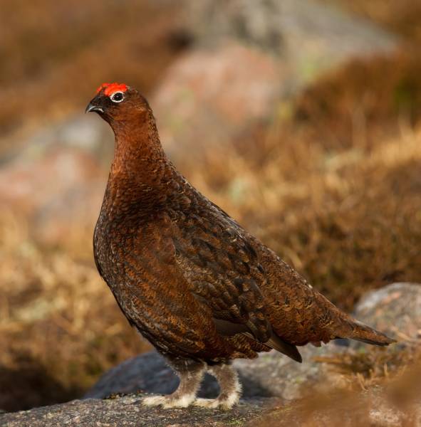 THE GROUSE OF SCOTLAND